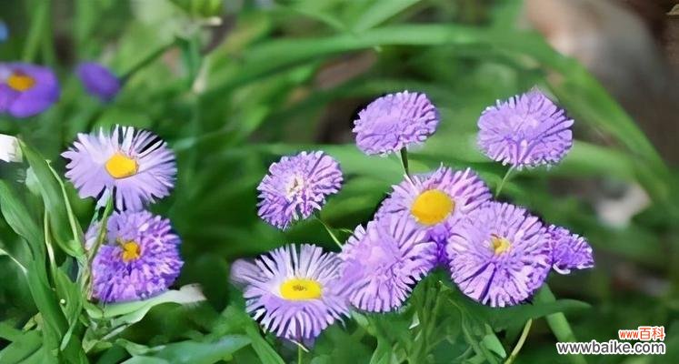 友谊之花绽放 以花朵象征友谊的深刻内涵