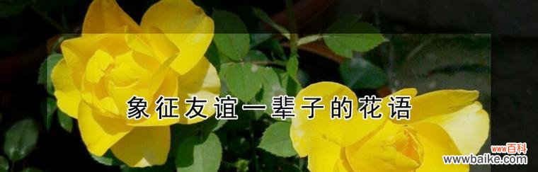 以象征友谊一辈子的花是什么 友谊如花，绽放一生
