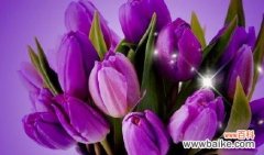 以象征友谊一辈子的花是什么 友谊如花，绽放一生