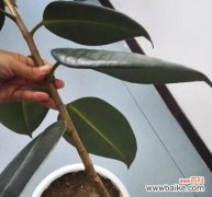 探寻橡皮树的象征与意义 橡皮树的象征意义及寓意