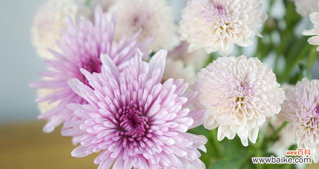 揭开小雏菊不同颜色的含义之谜 小雏菊的七彩花语