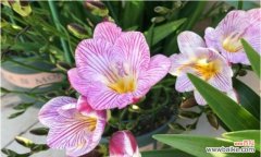 探寻小苍兰花语的深意 小苍兰花语之美——花开如画，美丽绽放