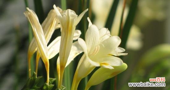 探寻小苍兰花语的深意 小苍兰花语之美——花开如画，美丽绽放