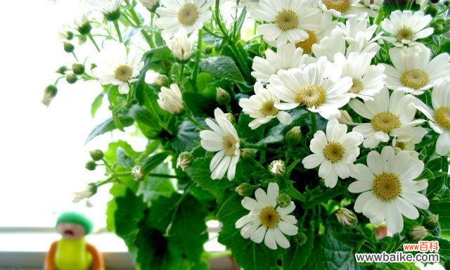 探寻小雏菊所代表的含义及其在生活中的意义 小雏菊