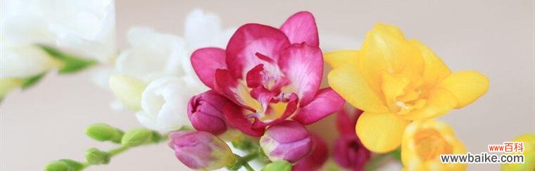 探寻小苍兰的花语 小苍兰的花语和寓意