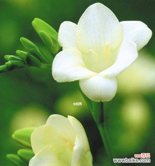 探寻小苍兰的花语 小苍兰的花语和寓意