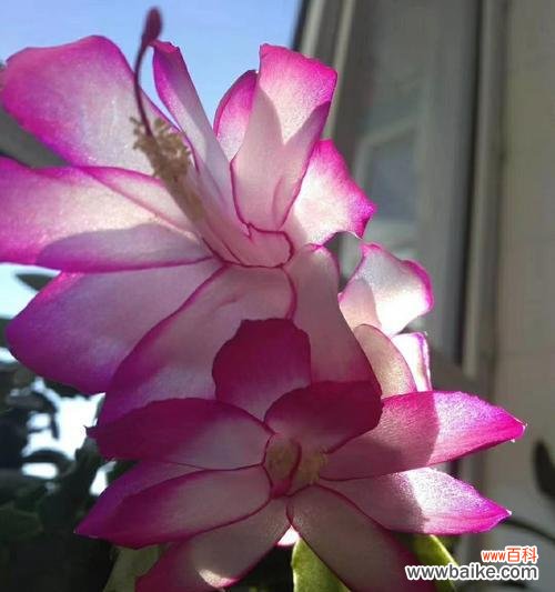 揭秘蟹爪兰的花语与象征 蟹爪兰的花语与意义