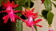 探寻蟹爪兰所传递的秘密语言 蟹爪兰花语之美丽与坚韧