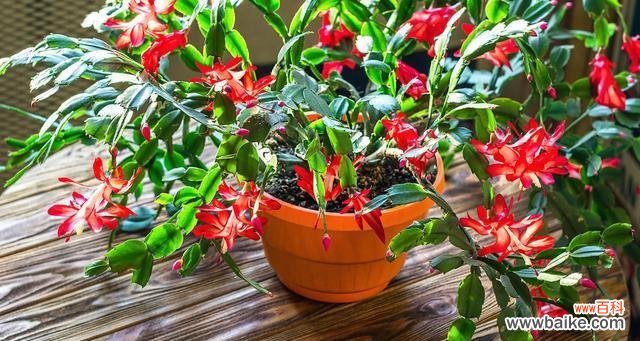 探寻蟹爪兰所传递的秘密语言 蟹爪兰花语之美丽与坚韧