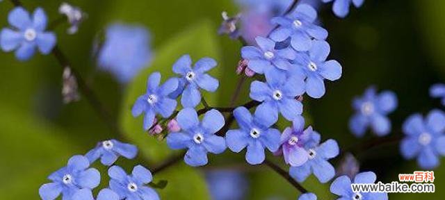 星辰花的花语及其象征意义探析 星辰花的花语-梦幻与神秘的符号