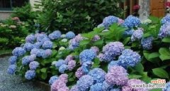 美丽与祝福 绣球花的寓意与象征