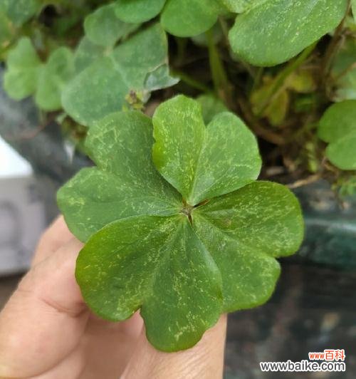 草中的四叶宝藏——幸运草的秘密揭示 幸运草的寓意与象征