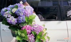 绣球花象征爱情与友谊 绣球花花语