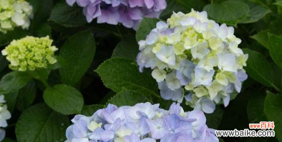 解读绣球花的神秘花语 绣球花的花语与意义