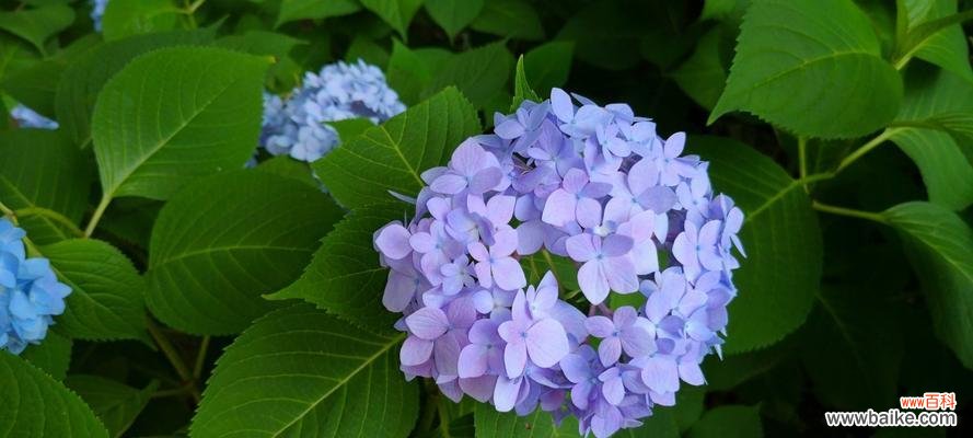 解读绣球花的神秘花语 绣球花的花语与意义