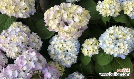 探寻绣球花的文化内涵与美学价值 绣球花的意义与象征