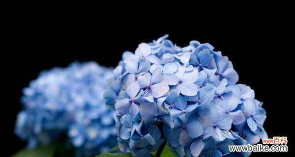 探寻绣球花的文化内涵与美学价值 绣球花的意义与象征