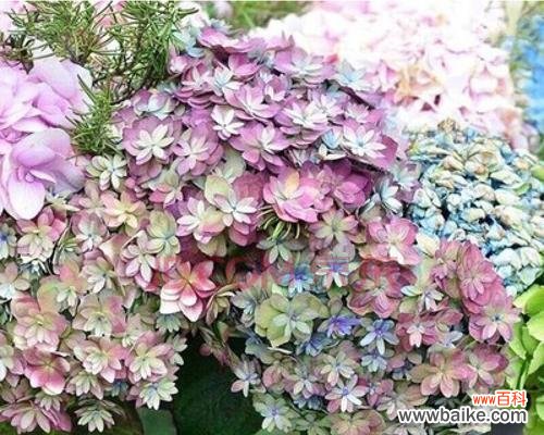 探寻绣球花的文化内涵与美学价值 绣球花的意义与象征