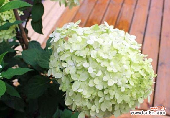 探索绣球花的花语和象征意义 绣球花语之美丽的寓意