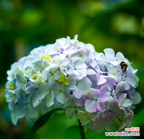 揭示绣球花的神秘花语 绣球花花语的寓意