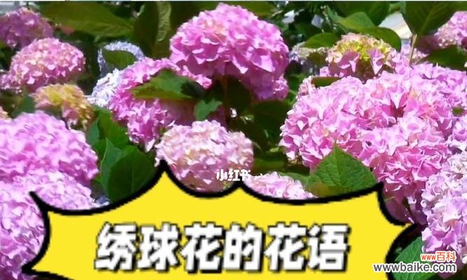 揭示绣球花的神秘花语 绣球花花语的寓意