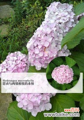 揭示绣球花的神秘花语 绣球花花语的寓意