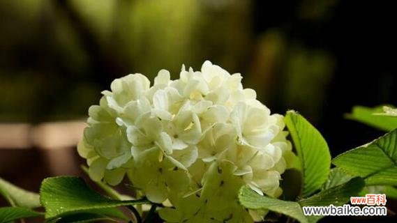 了解绣球花的鲜花语言 绣球花的花语与意义