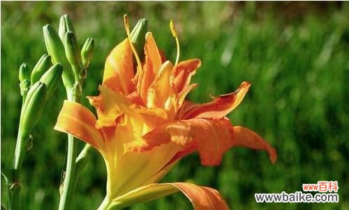 解读萱草花的深层含义与象征 探寻萱草花的花语奥秘