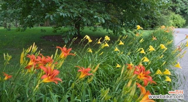 传承美丽与坚韧的象征 以萱草的寓意