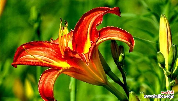 传递生命力与坚强的萱草 以萱草的寓意和象征