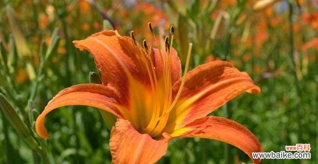 传递生命力与坚强的萱草 以萱草的寓意和象征