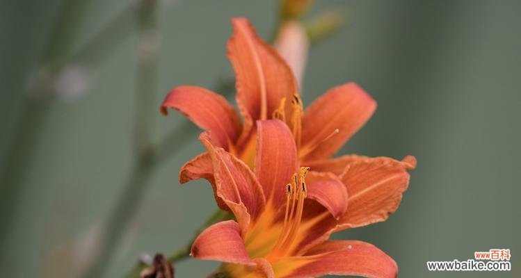 揭示萱草花的深刻内涵和独特寓意 萱草花的象征意义及寓意解读