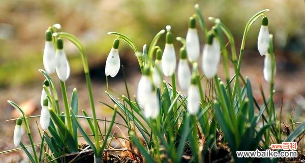 拥抱优雅与清雅的花语世界 雪莲花的花语——美丽与纯洁的象征