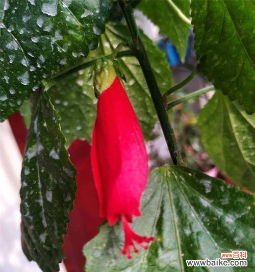 解读悬铃花的花语 悬铃花花语