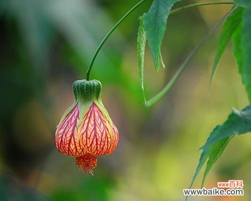 解读悬铃花的花语 悬铃花花语