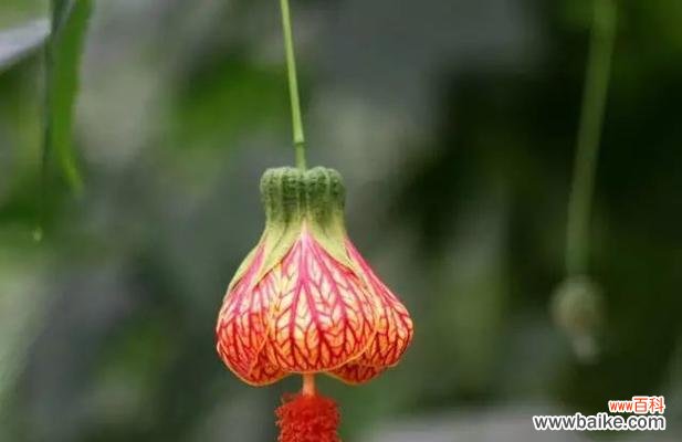 解读悬铃花的花语 悬铃花花语