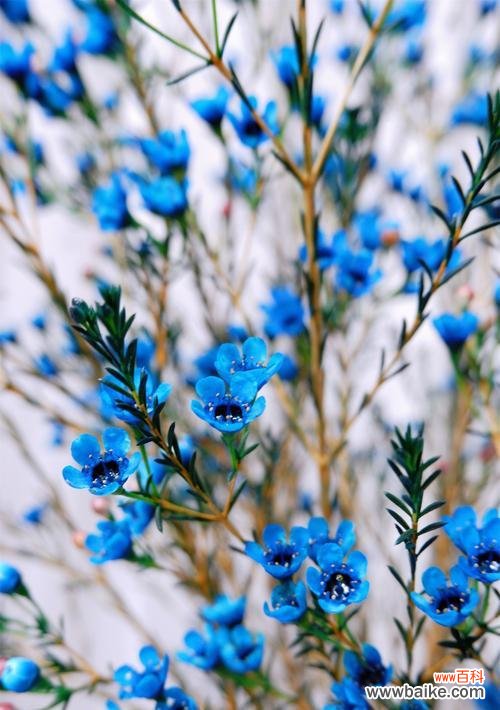 探寻熏衣草的花语 熏衣草的花语与寓意
