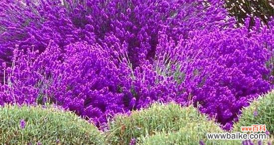 探寻熏衣草的花语 熏衣草的花语与寓意