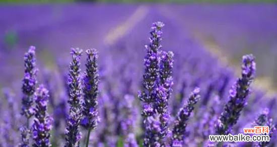 解读薰衣草的花语 薰衣草的花语及其传承