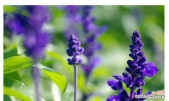 探寻薰衣草的秘密之花语 薰衣草的花语与传说