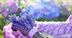 唤醒心灵的芳香 薰衣草的花语与寓意