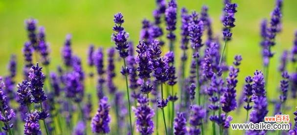 探寻薰衣草的独特符号意义与文化内涵 薰衣草的象征意义及代表的内涵
