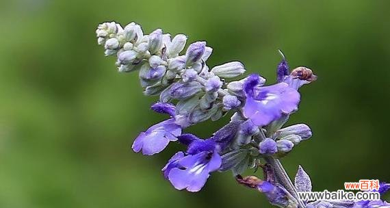 揭开薰衣草花的神秘面纱——探索薰衣草的花语 薰衣草的花语及其意义