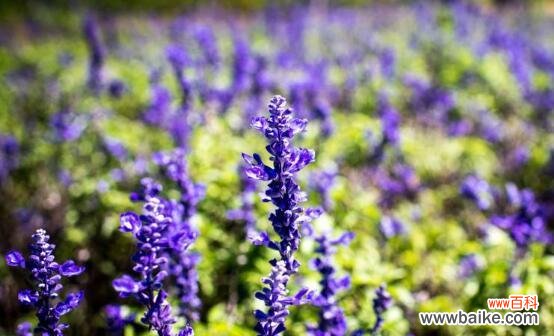 揭开薰衣草花的神秘面纱——探索薰衣草的花语 薰衣草的花语及其意义