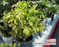 从自然之间汲取力量 鸭掌木的寓意与象征——生命与坚韧的化身