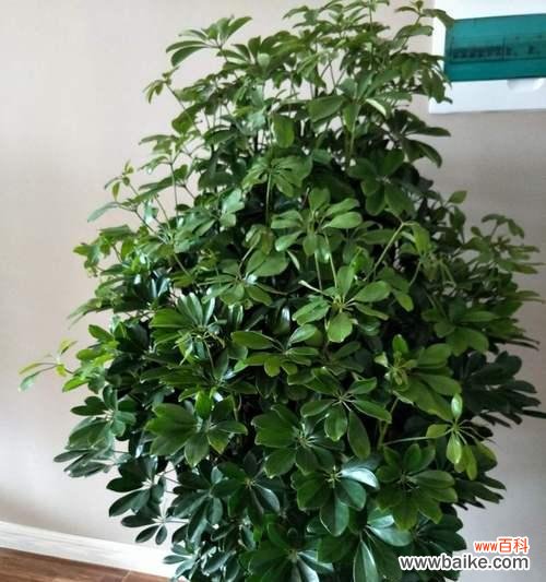 传承古老文化与保护独特植物——鸭脚木 鸭脚木的寓意及养护指南