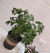 传承古老文化与保护独特植物——鸭脚木 鸭脚木的寓意及养护指南