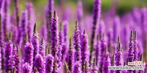 探寻薰衣草的秘密与神奇 薰衣草花语与传说