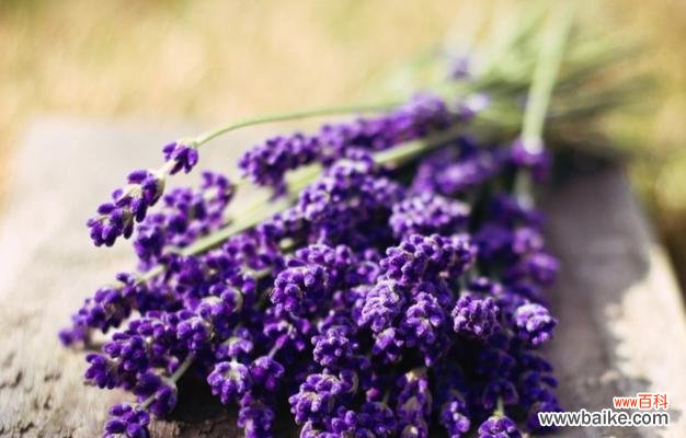 探寻薰衣草的秘密与神奇 薰衣草花语与传说