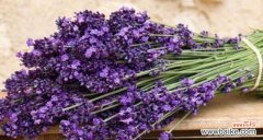 追寻内心平静与自由的源泉 薰衣草的寓意与象征